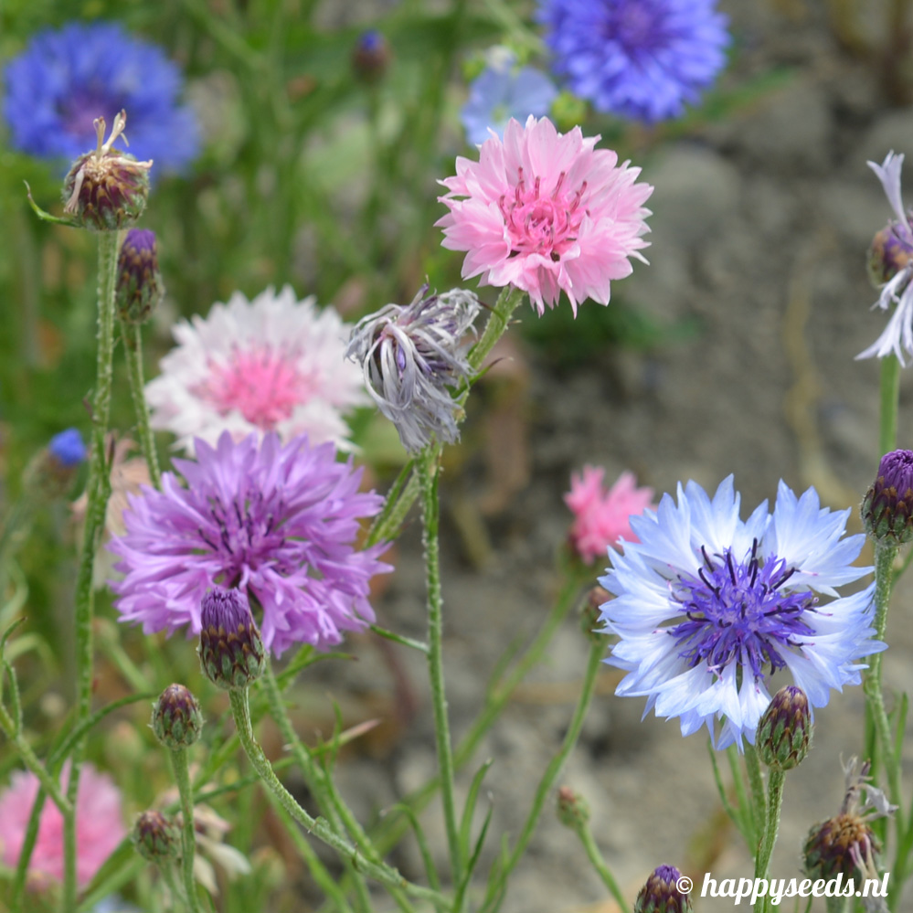 Korenbloemen wit, roze, lila en blauw zaden | Happy Seeds