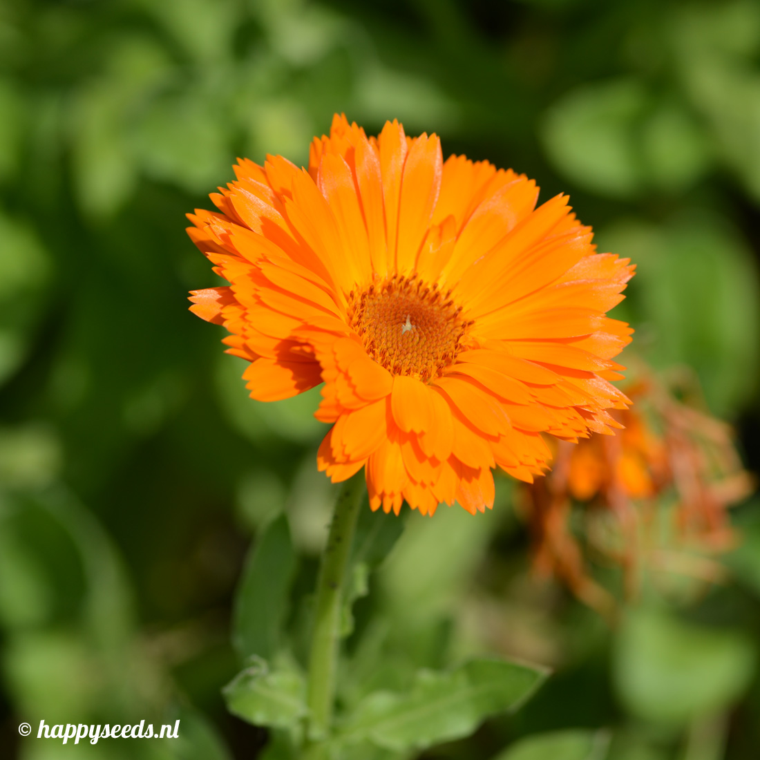 laten we het doen voorbeeld muur Goudsbloemen oranje zaden | Happy Seeds webwinkel