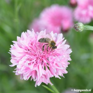 Bloemenmix voor bijen