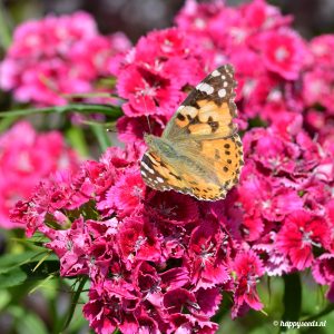 Bloemenmix voor vlinders