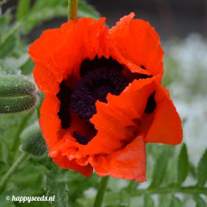Oosterse papaver