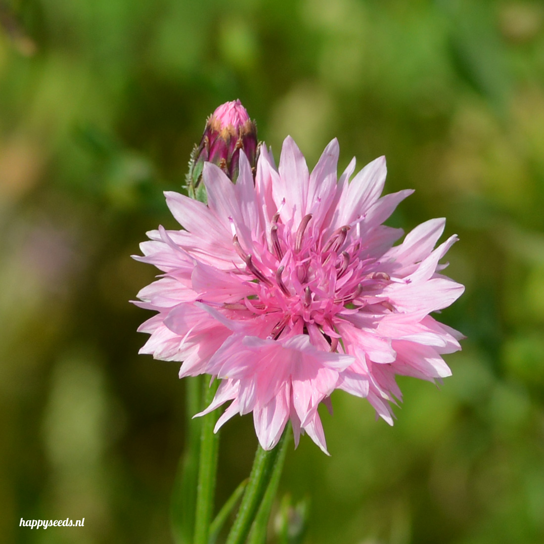 stijl Vies sextant Roze korenbloemen zaden | Happy Seeds webwinkel