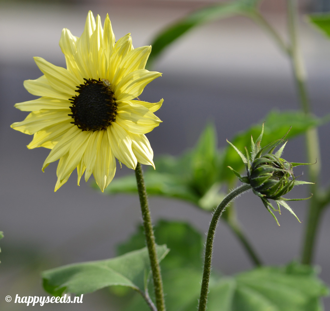 Miniatuur zonnebloem | Happy Seeds webwinkel