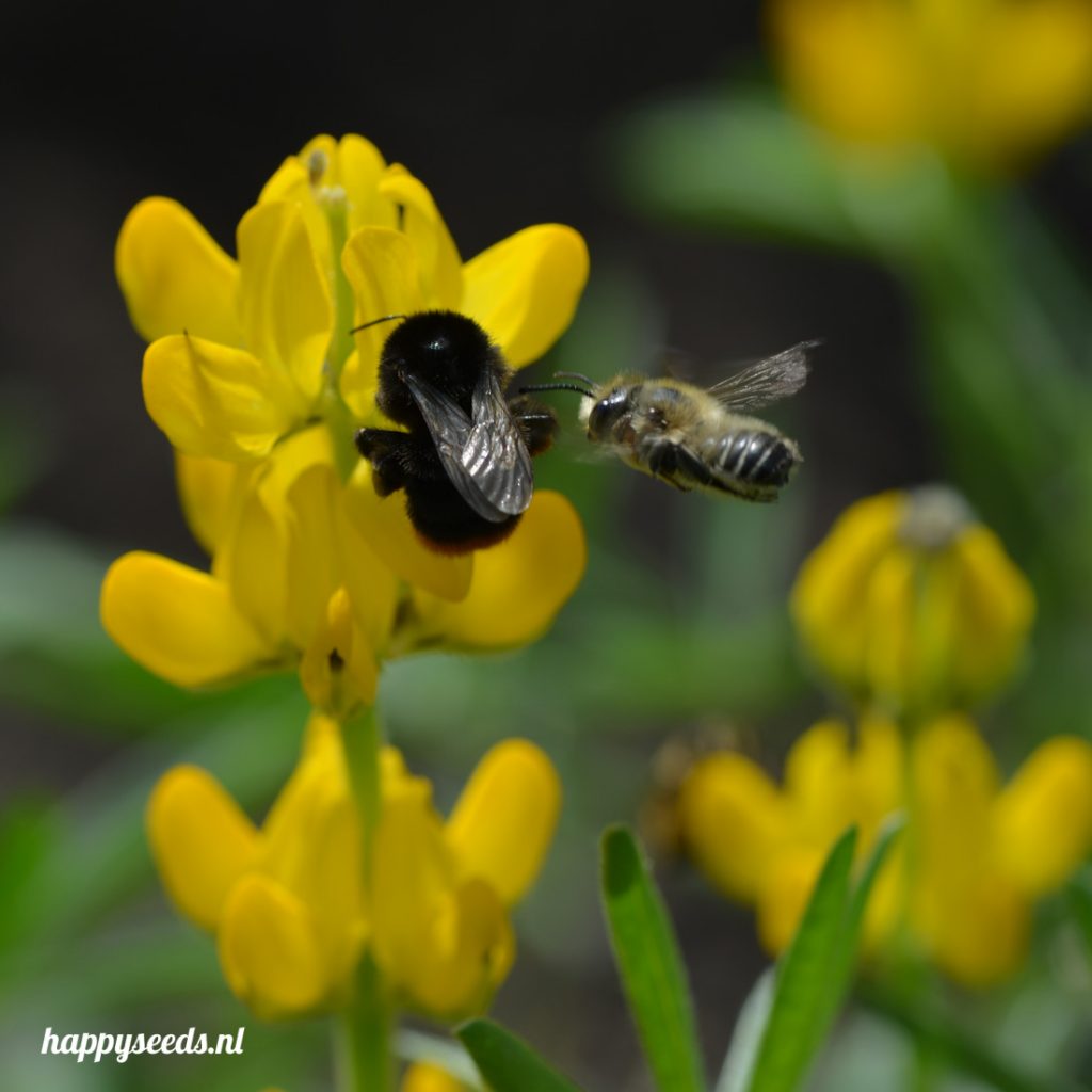 Hoofdkwartier Annoteren Lake Taupo Bloemenmix voor bijen en vlinders | Happy Seeds zaden